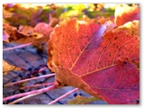 Ivy leaves in fall