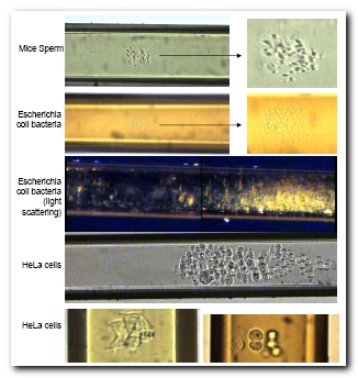 Biological Samples